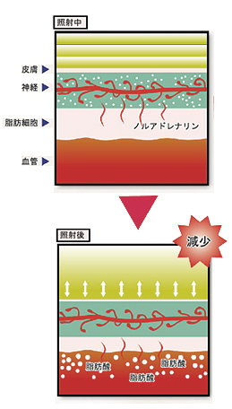 去甲肾上腺素释放